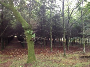 Forest of oak trees